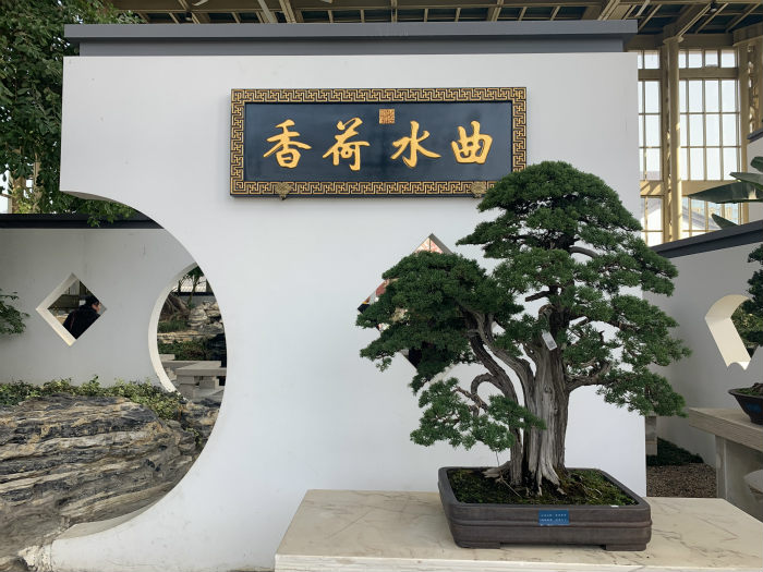 【乡村振兴在行动】谁说农业不赚钱,如皋小盆景带来大前景 1