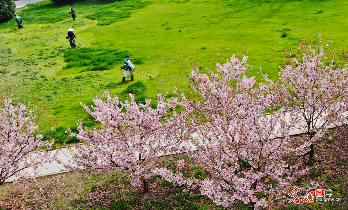 春天来了，樱花在路上