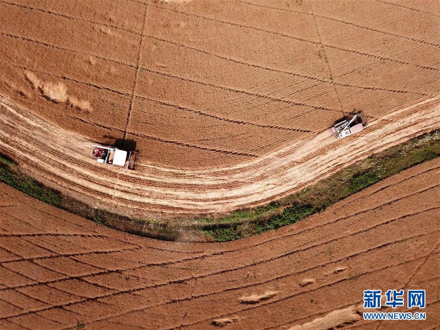 安徽：小麦收割忙