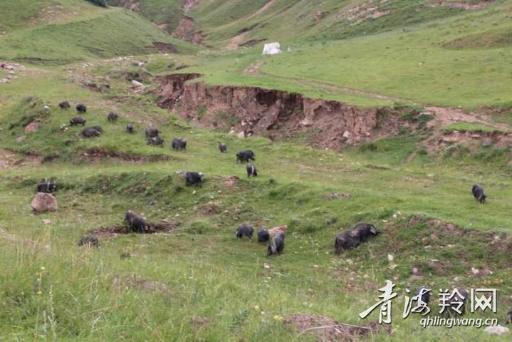 幸福笑声萦绕在河湟谷地