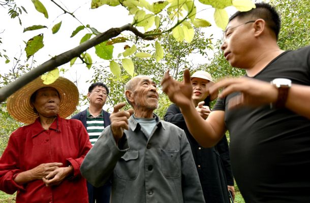 又是一年白露至 一树核桃一树金