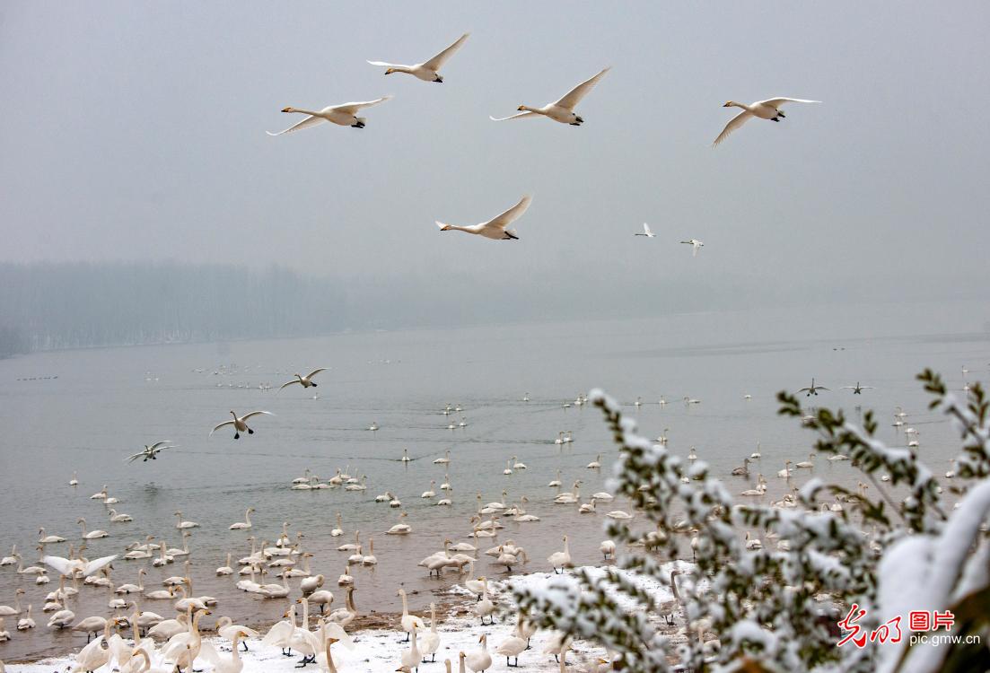 雪中的三门峡天鹅湖舞翩跹