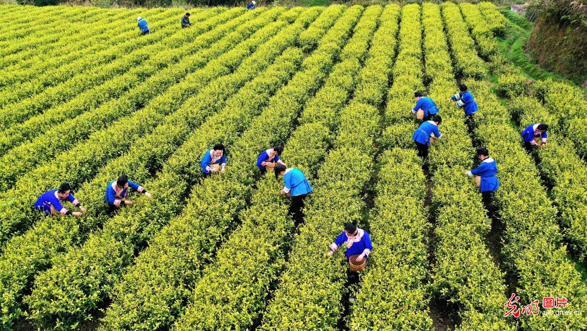 “明前茶”飘香 茶农采摘忙