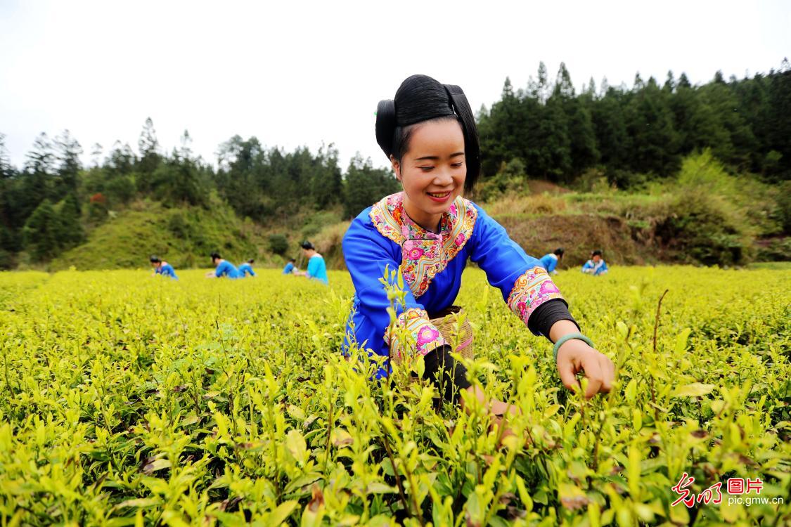 “明前茶”飘香 茶农采摘忙