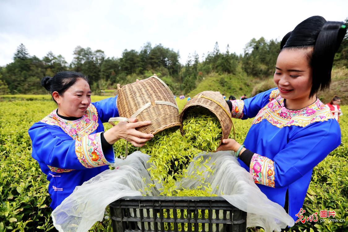 “明前茶”飘香 茶农采摘忙