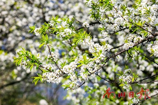 李花飞处春正浓