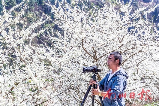 李花飞处春正浓