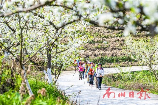 李花飞处春正浓