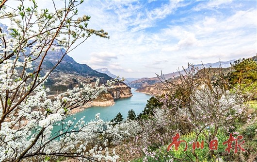 李花飞处春正浓