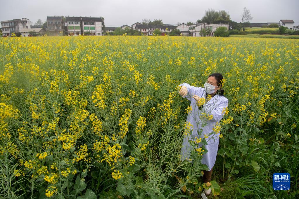 不一样的油菜花