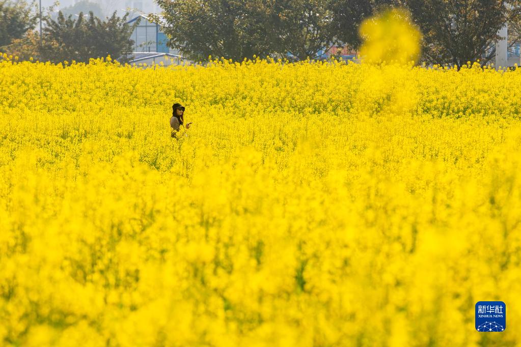 不一样的油菜花