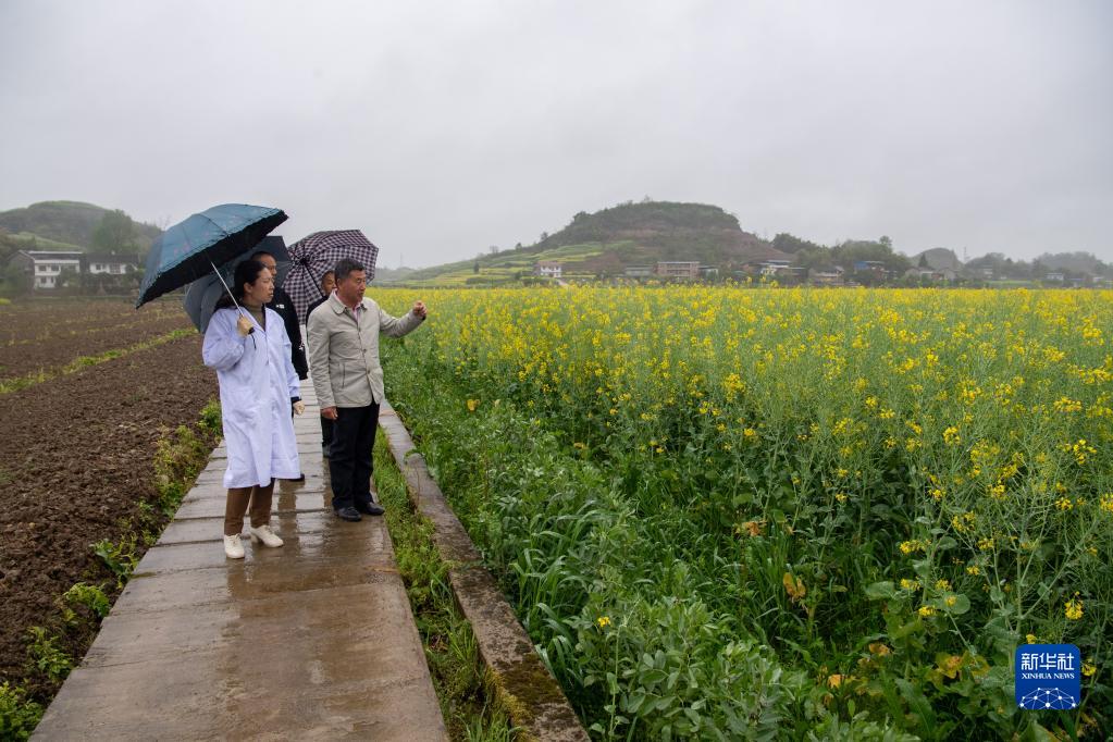 不一样的油菜花