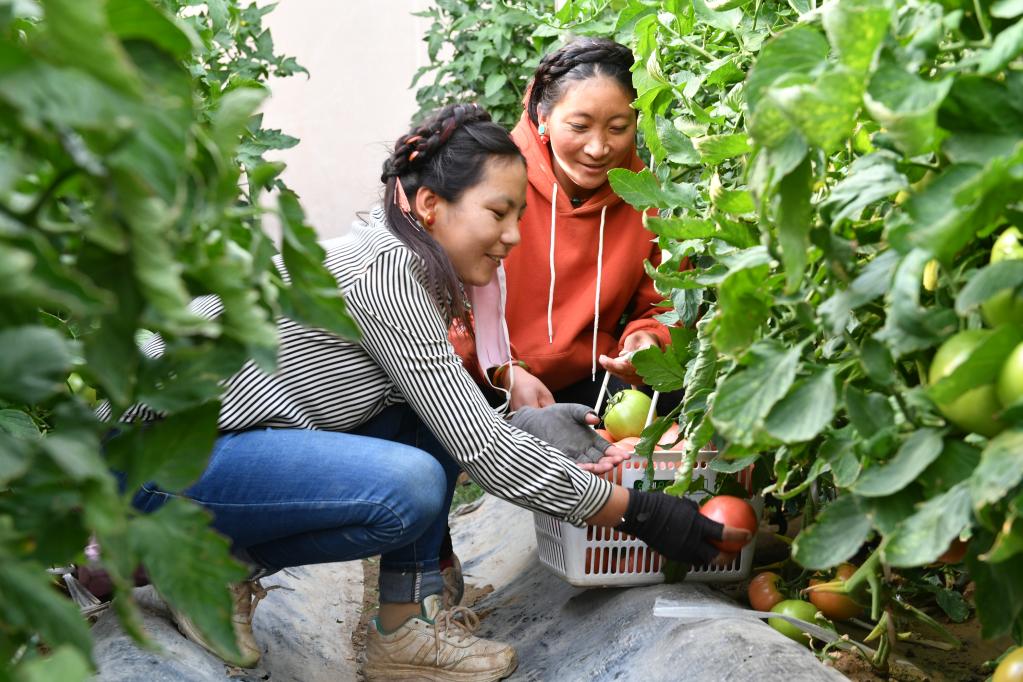 海拔4300米的草莓是什么“味道”？记者带你到“世界屋脊的屋脊”品味