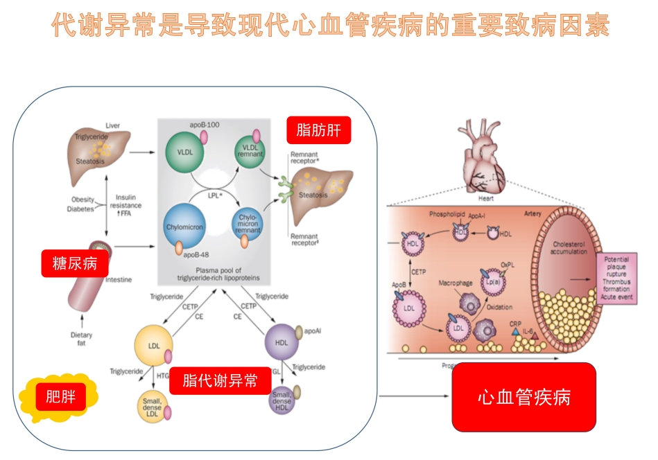 光明卫生·科普脱口秀|黄恺：糖心共管，减少代谢异常患者的心血管事件