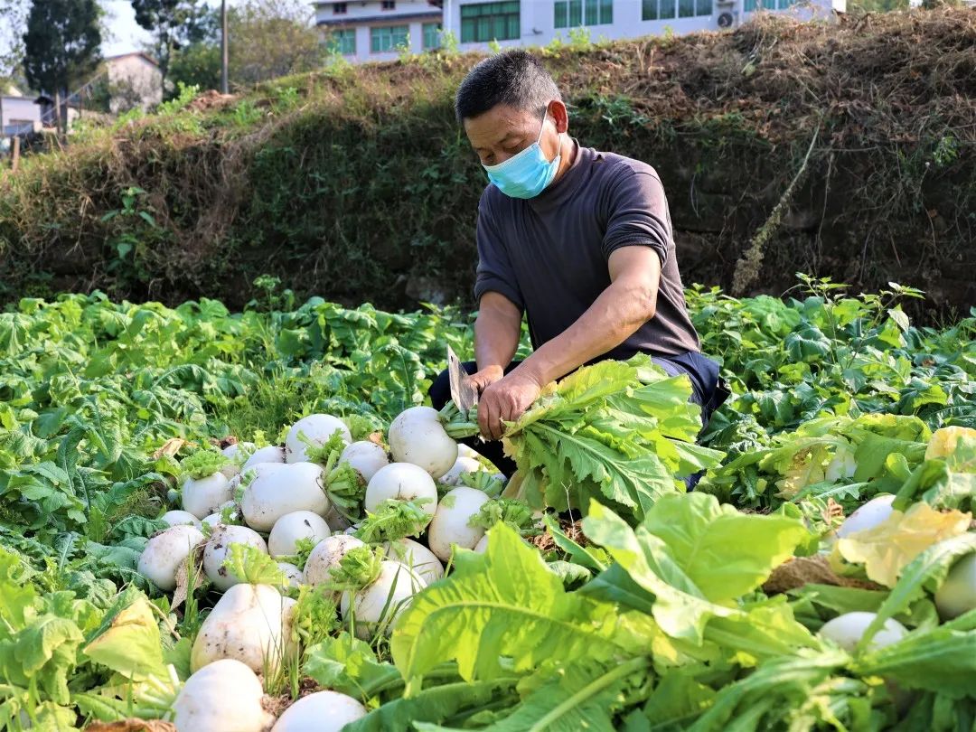 重庆綦江：草蔸萝卜，“云上”过节