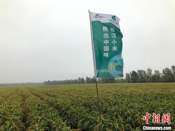 资料图：内蒙古敖汉旗一处小米种植基地。　<a target='_blank' href='/'><p align=