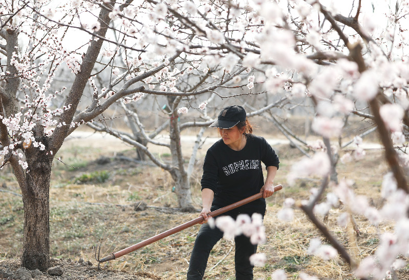 山东乐陵市：杏花开 农事忙