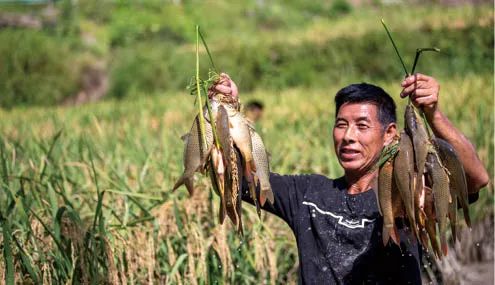 稻鱼鸭共生：这一人工生态系统何以在黔东南流传千年？