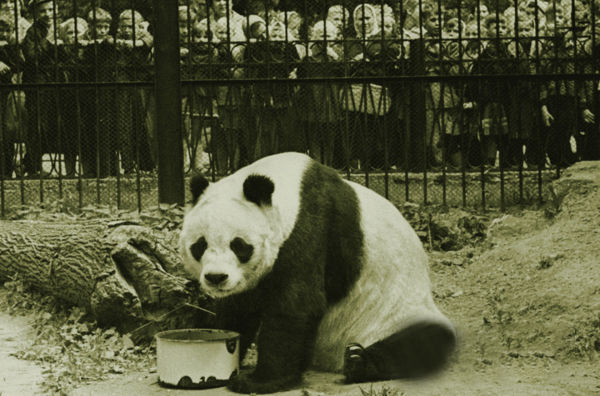 大熊猫因何得名，又如何成为世界团宠？