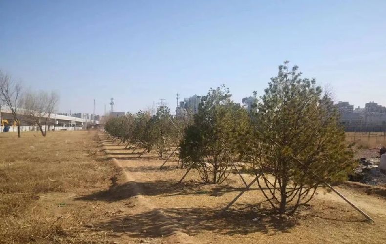 石景山提前完成一绿地区还绿年度任务 石景山提前完成一绿地区还绿年度任务