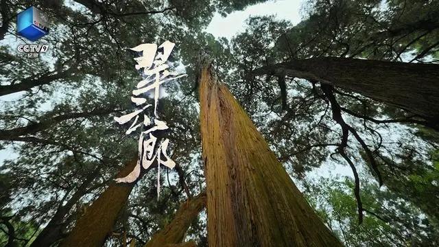 千山翠幕叠苍云，纪录片《翠云廊》尽显生态之美，文明底蕴