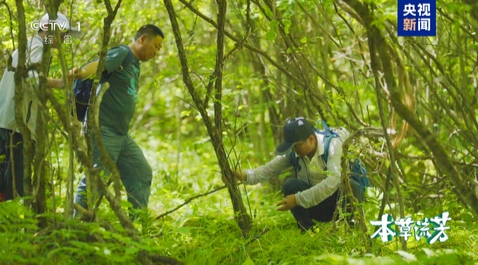 探秘中华本草前世今生 大型系列纪录片《本草流芳》开播