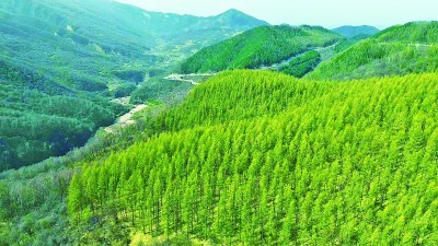 《光明日报》与《宁夏日报》合作采写报道《春到六盘山，这漫山遍野的绿呀……》