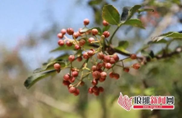 石井“土”特产变身“金”疙瘩