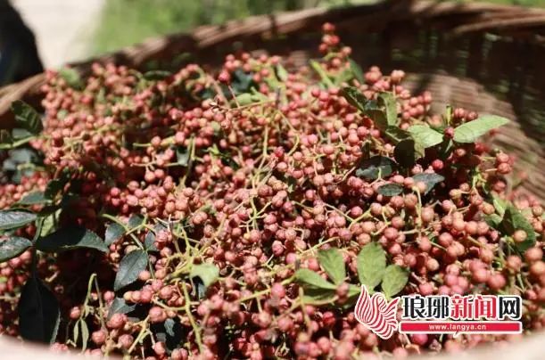 石井“土”特产变身“金”疙瘩