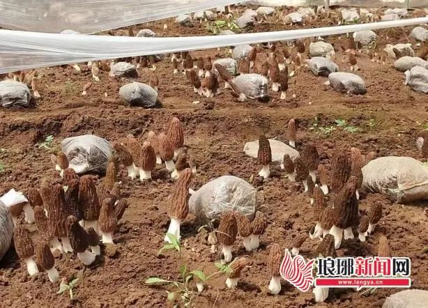 石井“土”特产变身“金”疙瘩