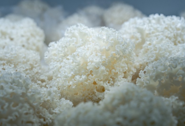 智慧种菌“技术流”王鹏：菌棒变“金棒”，绣球菌日产3吨不够卖