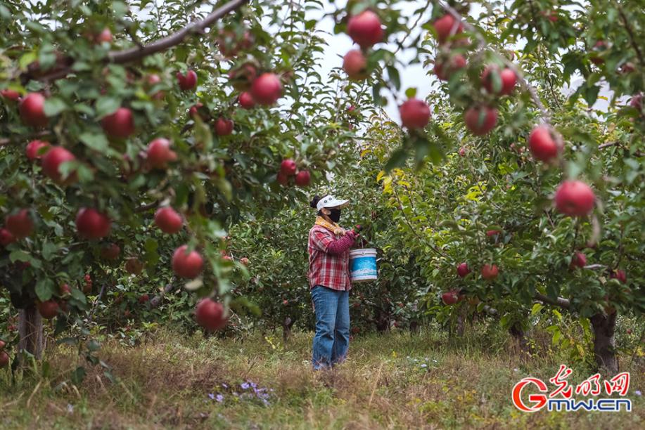 和谐共生｜酵素种出好苹果，这里的果园很生态！
