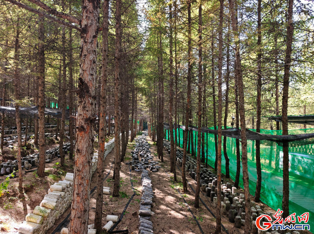 和谐共生｜“两山”理念扎根马鞍山林场