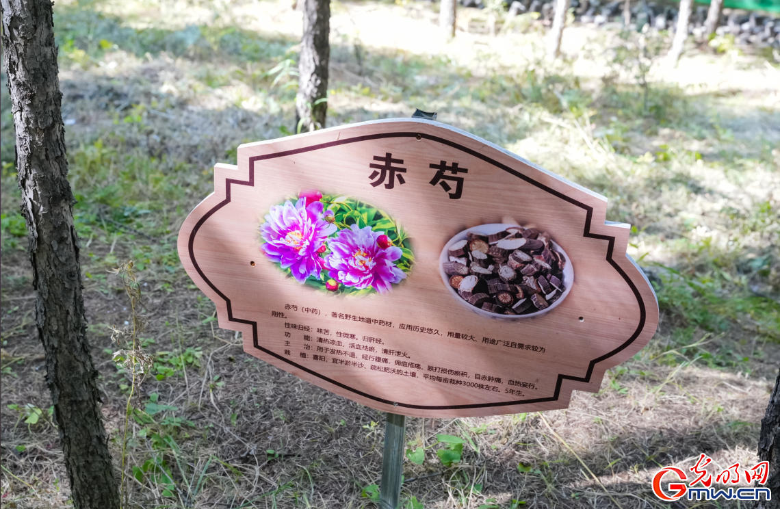 和谐共生｜“两山”理念扎根马鞍山林场