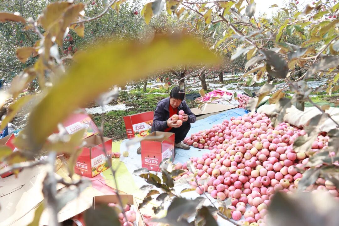 嘎嘣脆!张山营苹果丰收啦~
