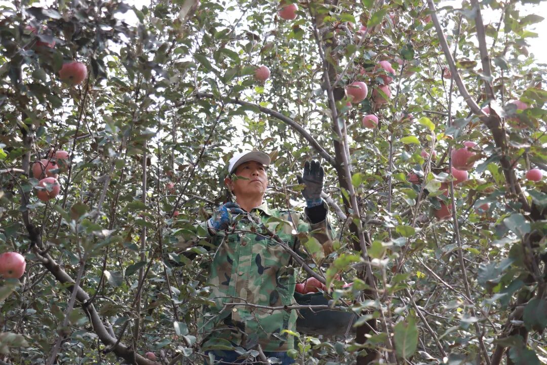 嘎嘣脆!张山营苹果丰收啦~