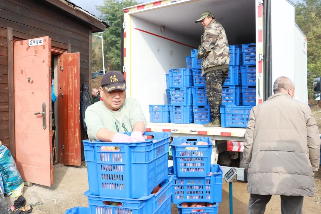 嘎嘣脆!张山营苹果丰收啦~