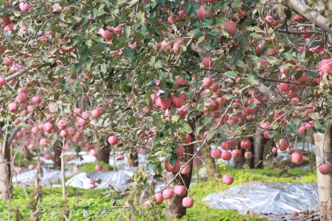 嘎嘣脆!张山营苹果丰收啦~ d6e3229e6eaaf28807f6243f6ca01858.jpg