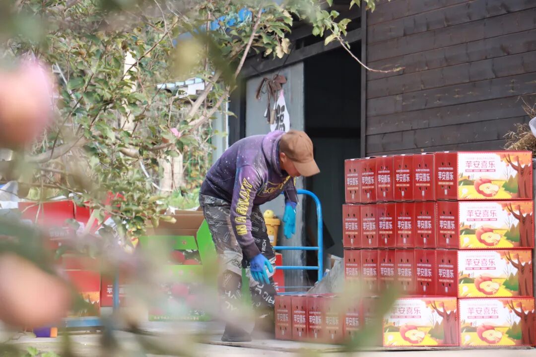 嘎嘣脆!张山营苹果丰收啦~
