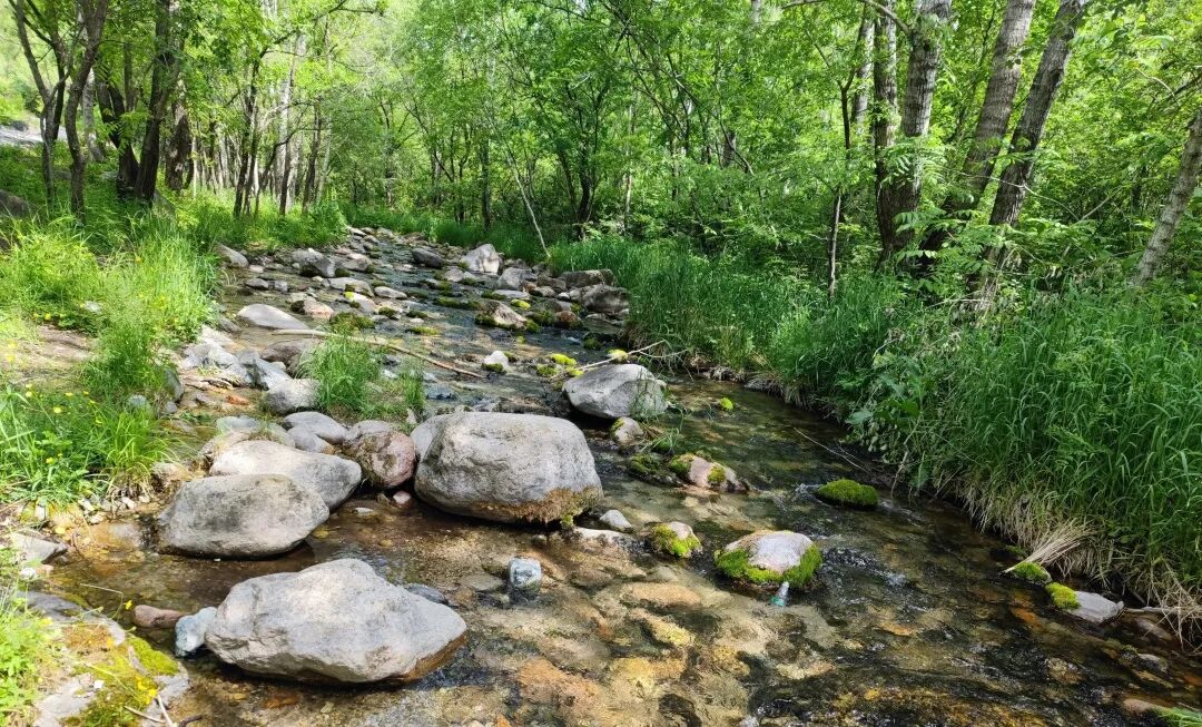 “老朋友”住新家~中华斑羚“打卡”延庆莲花山——