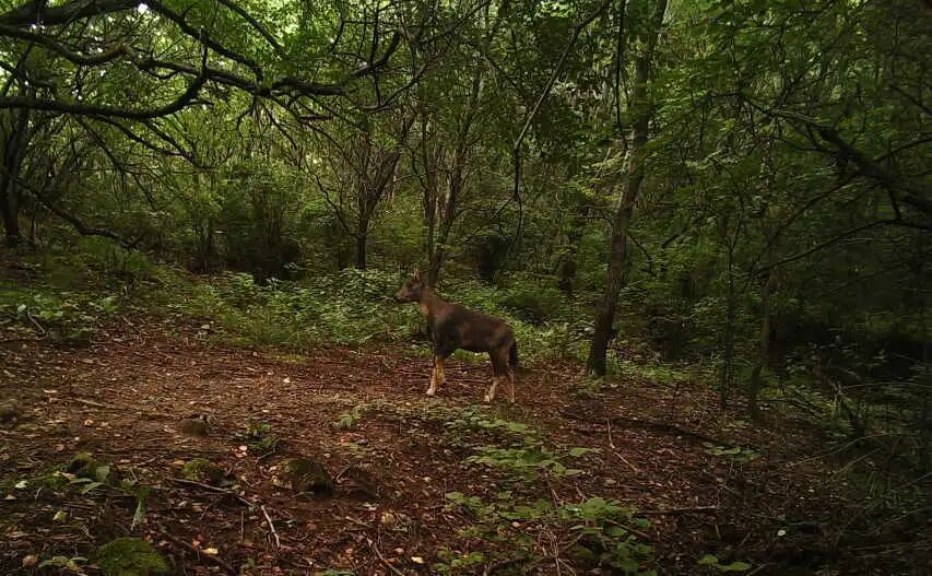 “老朋友”住新家~中华斑羚“打卡”延庆莲花山——