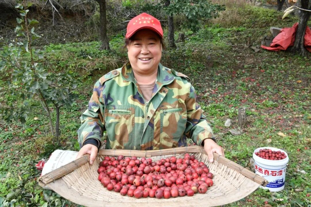 山楂红啦！大庄科乡山楂映红“致富路”——