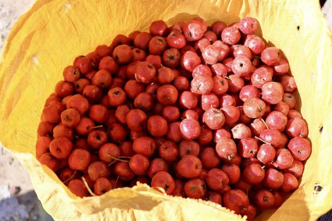 山楂红啦！大庄科乡山楂映红“致富路”——