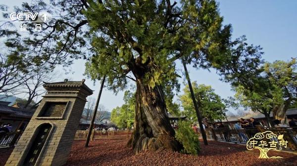 纪录片《中华古树》开播 将历史的苍翠融入时代的注脚