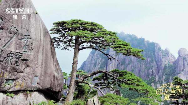 纪录片《中华古树》开播 将历史的苍翠融入时代的注脚