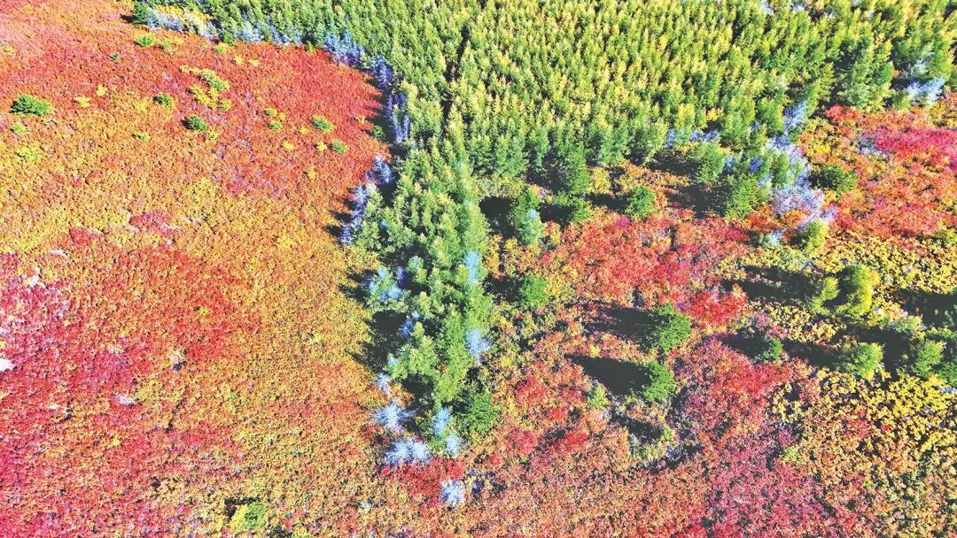 北疆大地绿更浓 | “两山”理念20年⑨