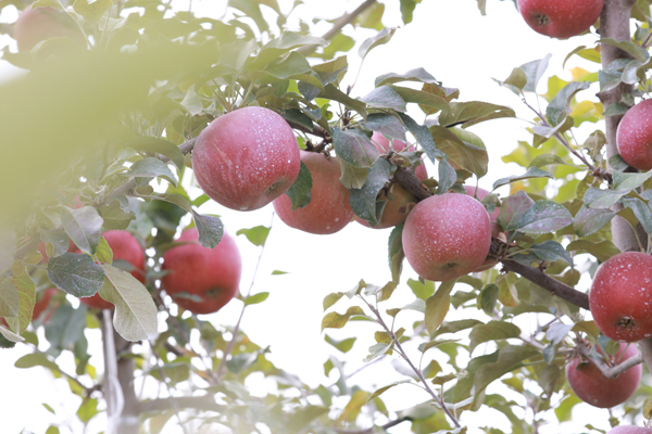 【丰收故事】苹果穿上“纳米铠甲”，入冬果农喜迎丰收