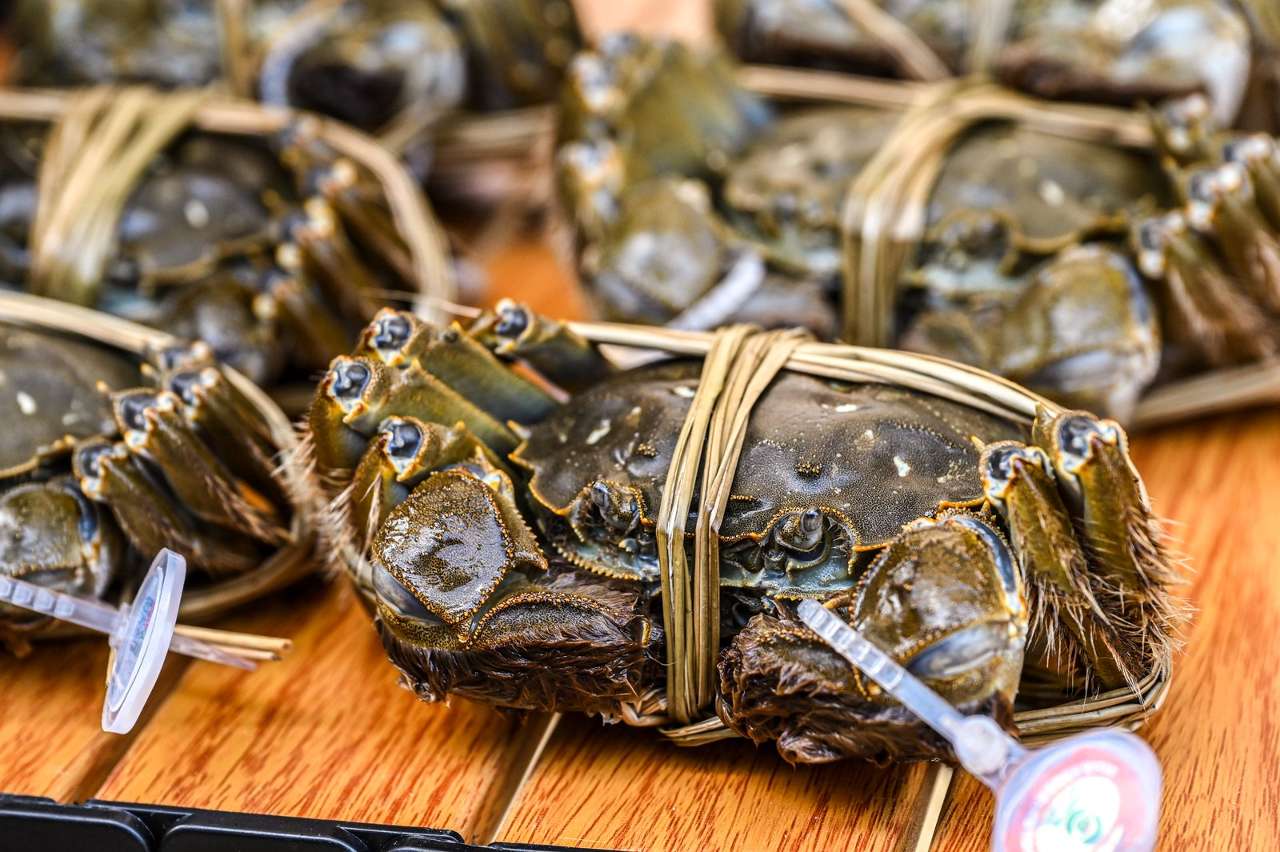 2025苏州阳澄湖大闸蟹开捕推介活动举行