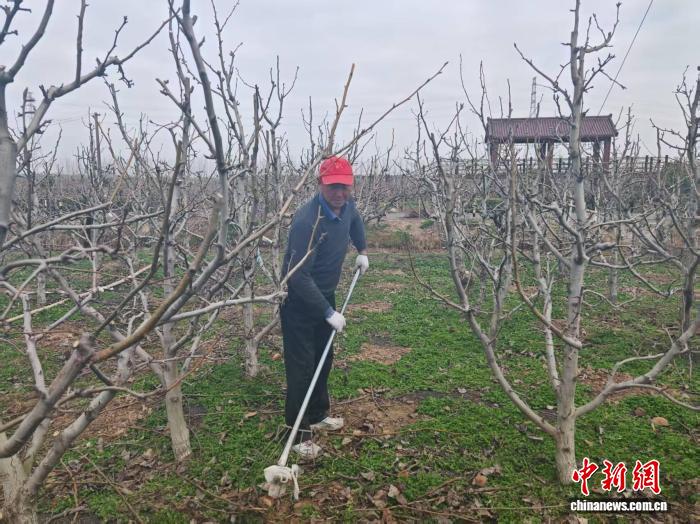 (新春走基层)盐城大丰:“梨村”春来早 果农春管忙