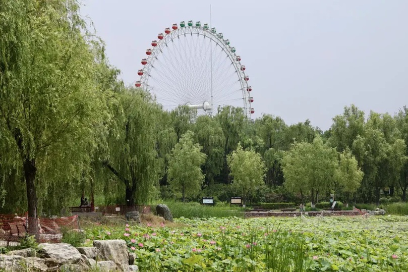 北京4处顶流赏荷地，正是最佳观赏期